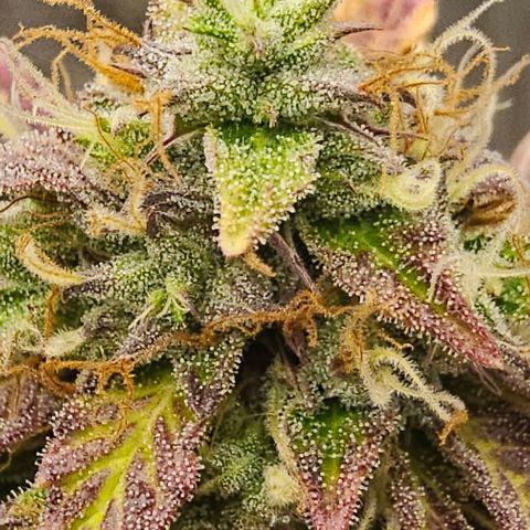 Kush growlog timeline photo