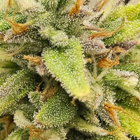 Kush growlog timeline photo