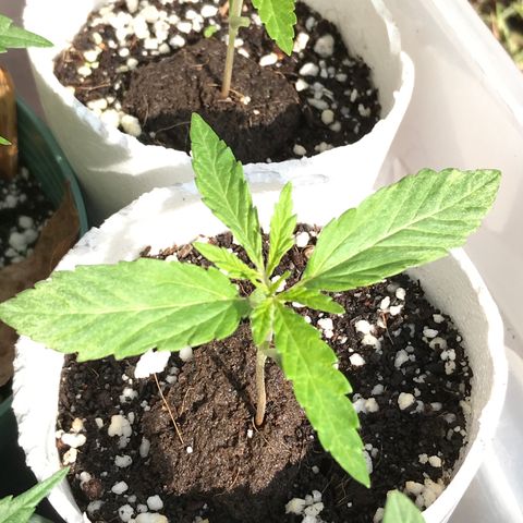 Rogue One (pheno #3) growlog timeline photo