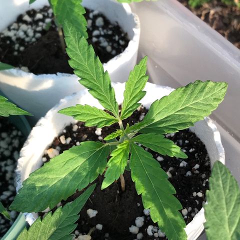 Rogue One (pheno #3) growlog timeline photo