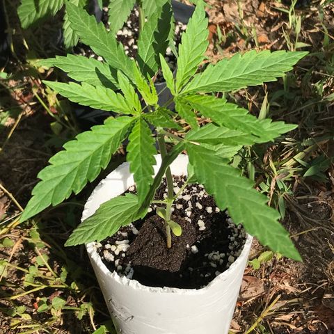 Rogue One (pheno #3) growlog timeline photo