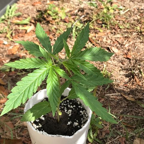 Rogue One (pheno #3) growlog photo: Topped/femmed