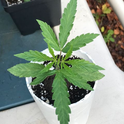 Rogue One (pheno #3) growlog timeline photo