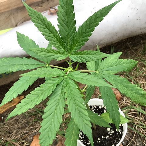 Rogue One (pheno #3) growlog timeline photo