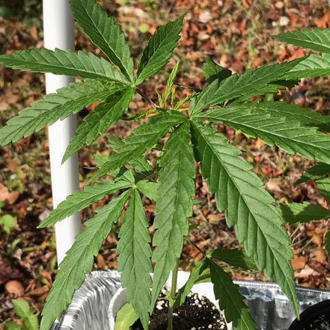 Rogue One (pheno #3) growlog timeline photo