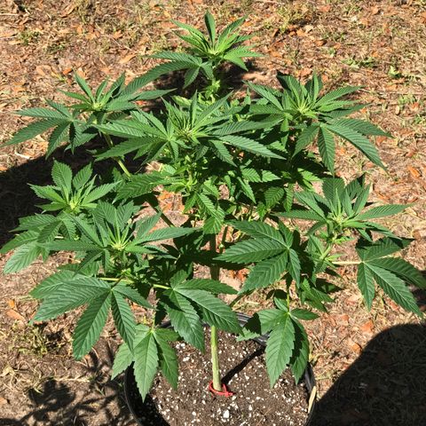 Step Child c1p2 growlog timeline photo