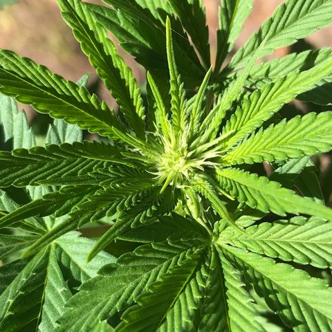 Step Child c1p2 growlog timeline photo