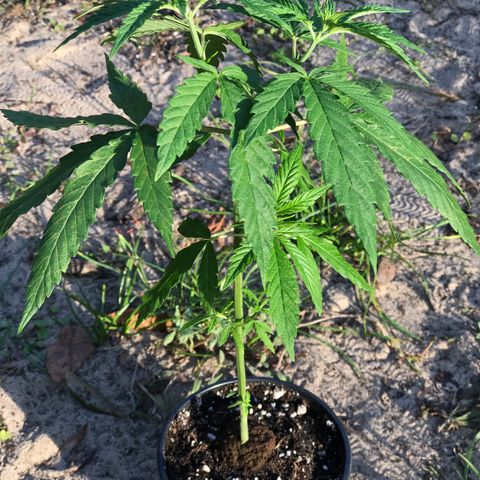 Rogue One (pheno #3) growlog timeline photo
