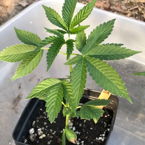 Step Child c1p2 growlog timeline photo