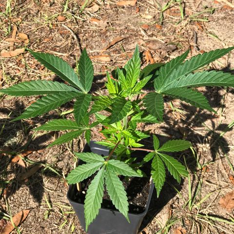 Step Child c1p2 growlog timeline photo