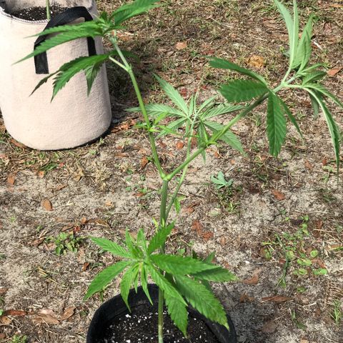 Rogue One (pheno #3) growlog timeline photo