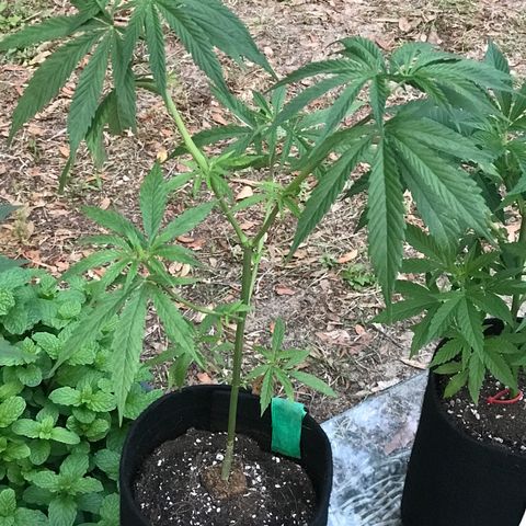 Rogue One (pheno #3) growlog timeline photo