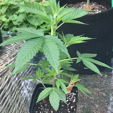 Step Child c1p2 growlog timeline photo
