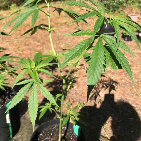 Rogue One (pheno #3) growlog photo: IT’S A GIRL! Confirmed 