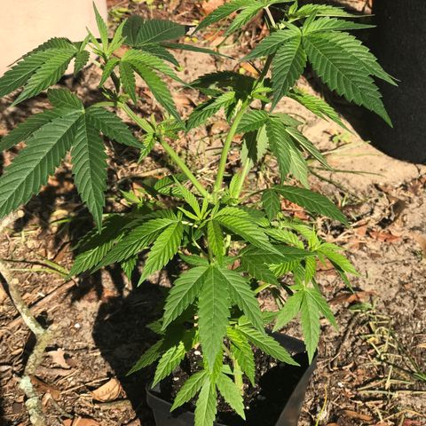 Step Child c1p2 growlog timeline photo