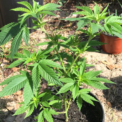 Step Child c1p2 growlog timeline photo