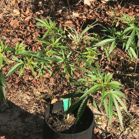 Rogue One (pheno #3) growlog photo: Training day 
