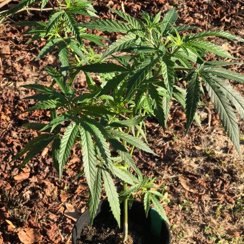 Rogue One (pheno #3) growlog timeline photo