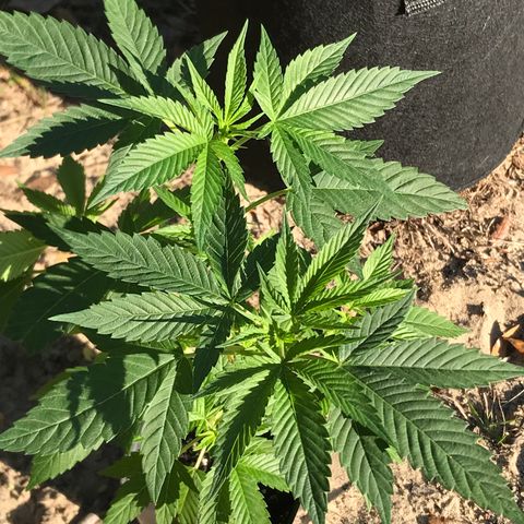 Step Child c1p2 growlog timeline photo