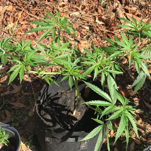 Rogue One (pheno #3) growlog photo:  Transplanted to black, 3 gallon fabric container