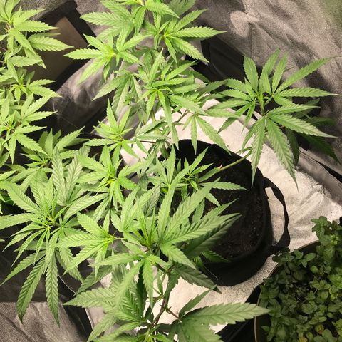 Rogue One (pheno #3) growlog timeline photo