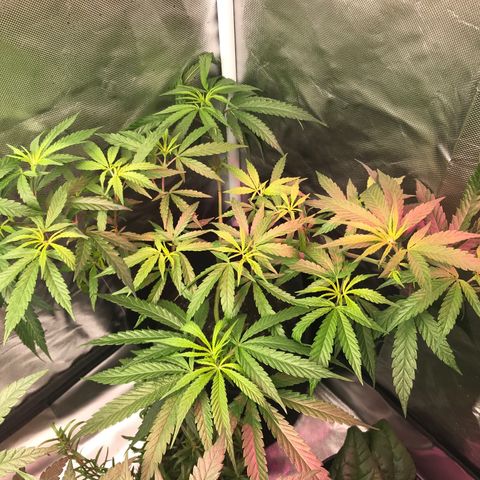 Rogue One (pheno #3) growlog timeline photo