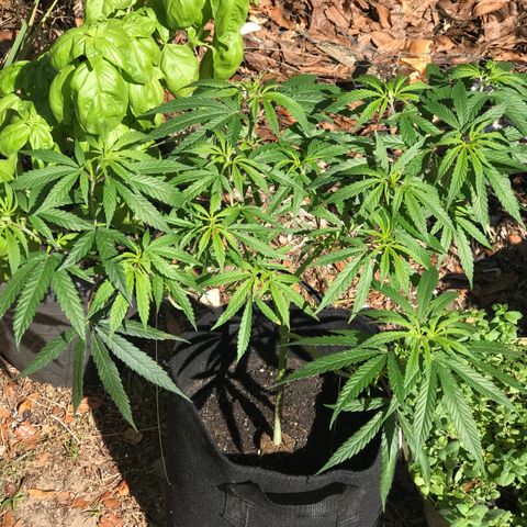 Rogue One (pheno #3) growlog timeline photo