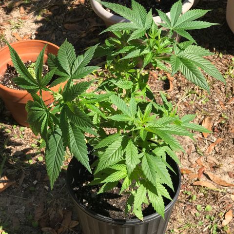 Step Child c1p2 growlog timeline photo