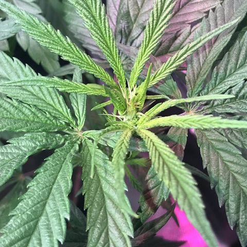 Rogue One (pheno #3) growlog timeline photo