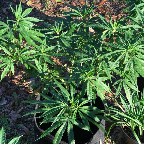 Rogue One (pheno #3) growlog timeline photo