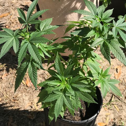 Step Child c1p2 growlog timeline photo