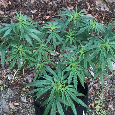 Rogue One (pheno #3) growlog timeline photo