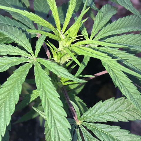 Rogue One (pheno #3) growlog timeline photo