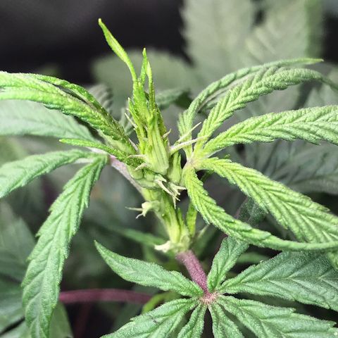 Rogue One (pheno #3) growlog timeline photo