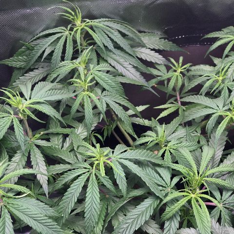 Rogue One (pheno #3) growlog timeline photo