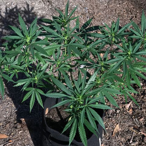 Rogue One (pheno #3) growlog timeline photo