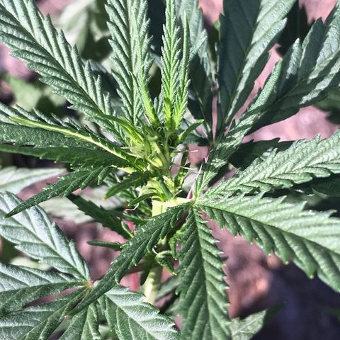 Rogue One (pheno #3) growlog timeline photo