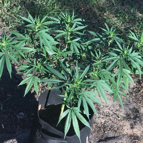 Rogue One (pheno #3) growlog timeline photo
