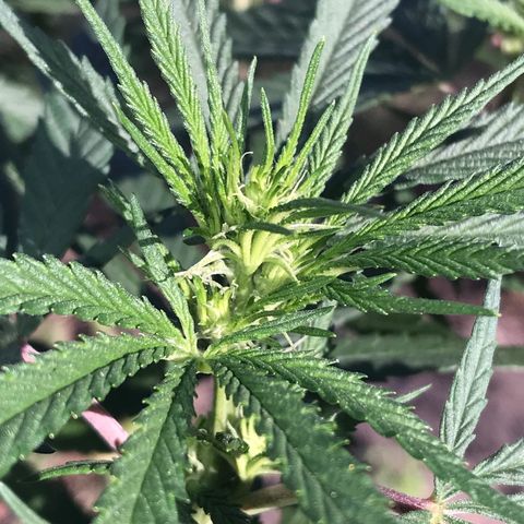 Rogue One (pheno #3) growlog timeline photo