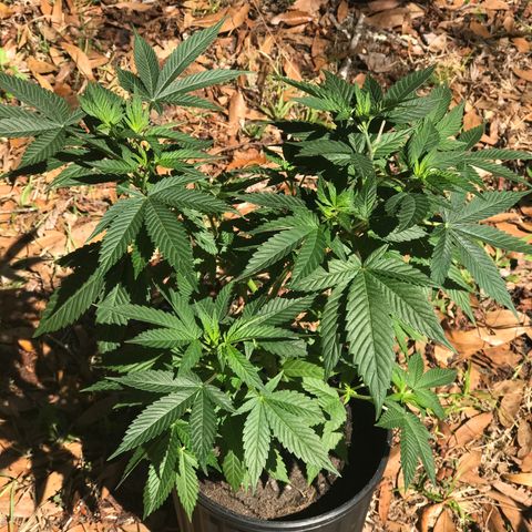Step Child c1p2 growlog timeline photo