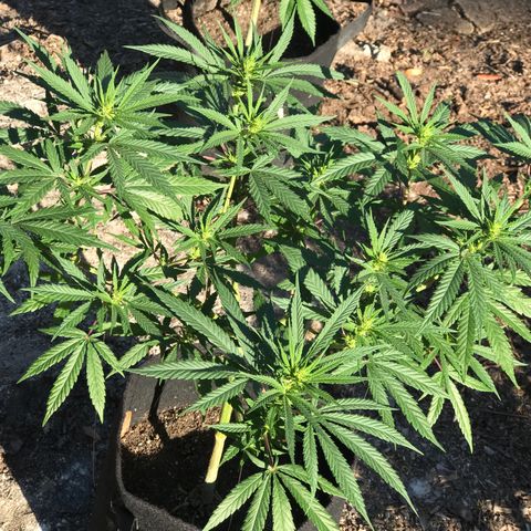 Rogue One (pheno #3) growlog timeline photo