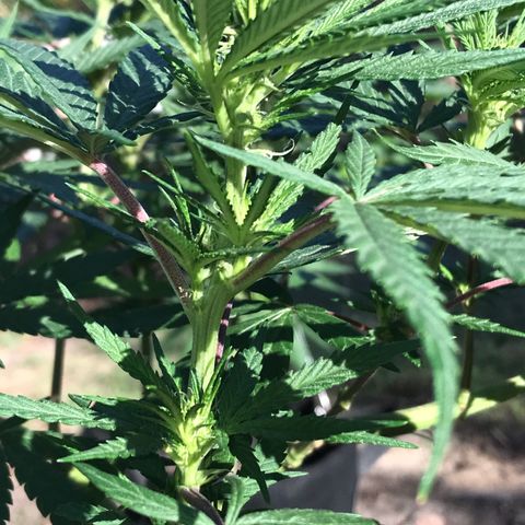 Rogue One (pheno #3) growlog timeline photo