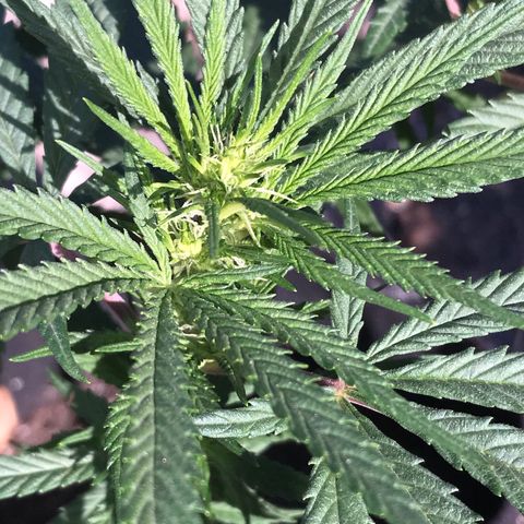 Rogue One (pheno #3) growlog timeline photo