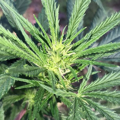 Rogue One (pheno #3) growlog timeline photo