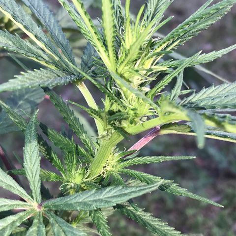 Rogue One (pheno #3) growlog timeline photo