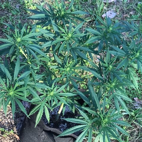 Rogue One (pheno #3) growlog timeline photo