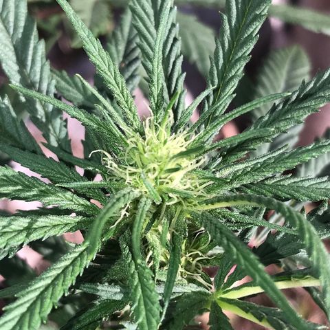 Rogue One (pheno #3) growlog timeline photo