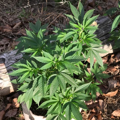 Step Child c1p2 growlog photo: Transplanted to tan 3 gallon fabric container w peat 