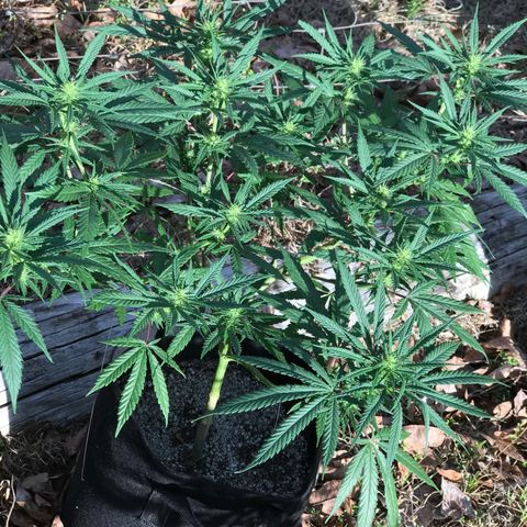 Rogue One (pheno #3) growlog timeline photo