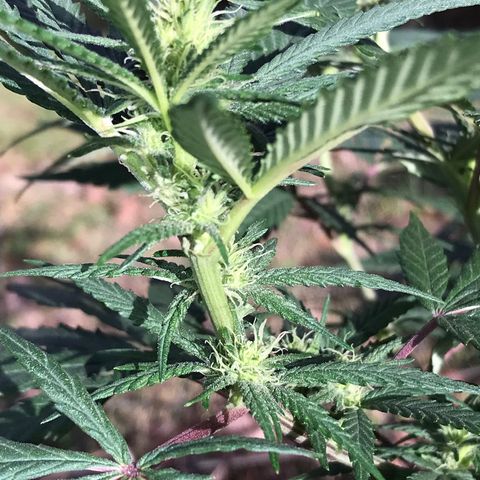 Rogue One (pheno #3) growlog timeline photo